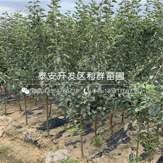 紅露蘋果樹苗哪里有賣、紅露蘋果樹苗多少錢一棵