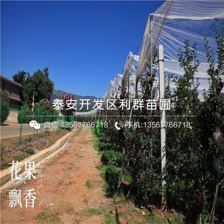 小國光蘋果樹苗出售、2019年小國光蘋果樹苗價(jià)格