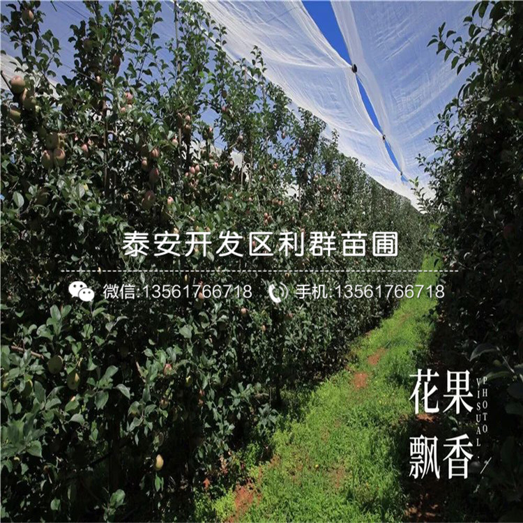元帥蘋果苗價(jià)格、元帥蘋果苗多少錢一棵