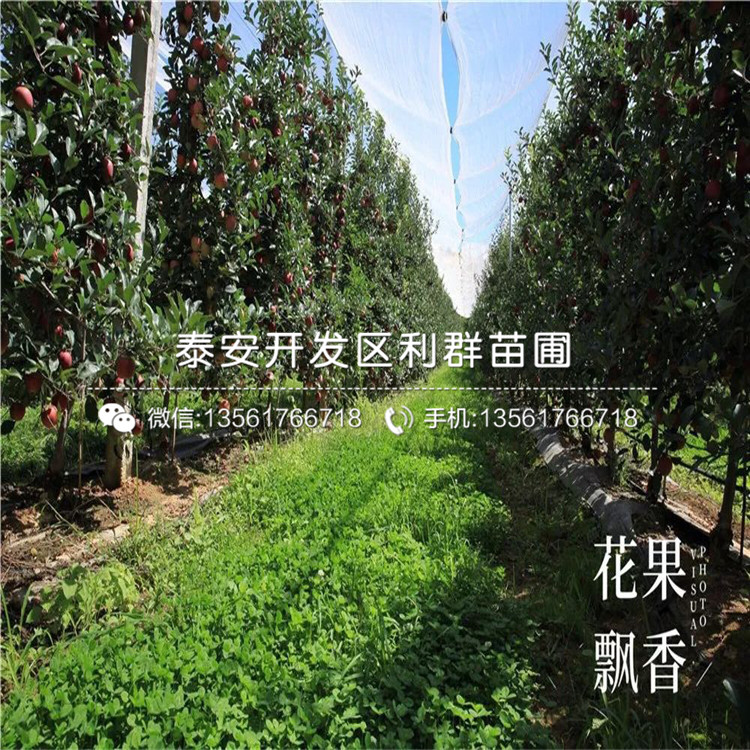 花牛蘋果樹苗批發(fā)價格、花牛蘋果樹苗多少錢一棵