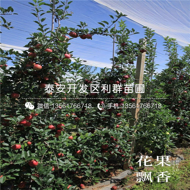 4公分蘋果苗、4公分蘋果苗報價及價格