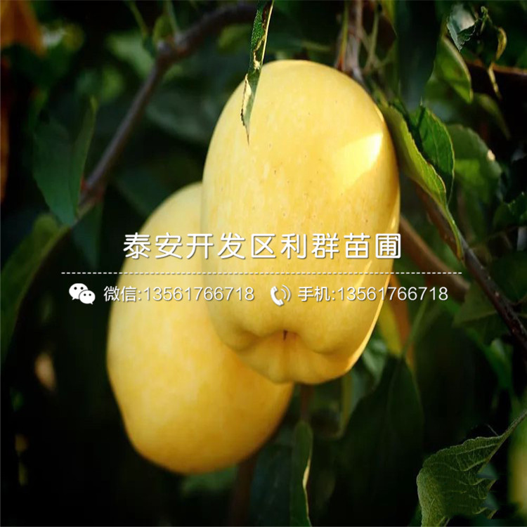 美八蘋果苗、美八蘋果苗價(jià)格
