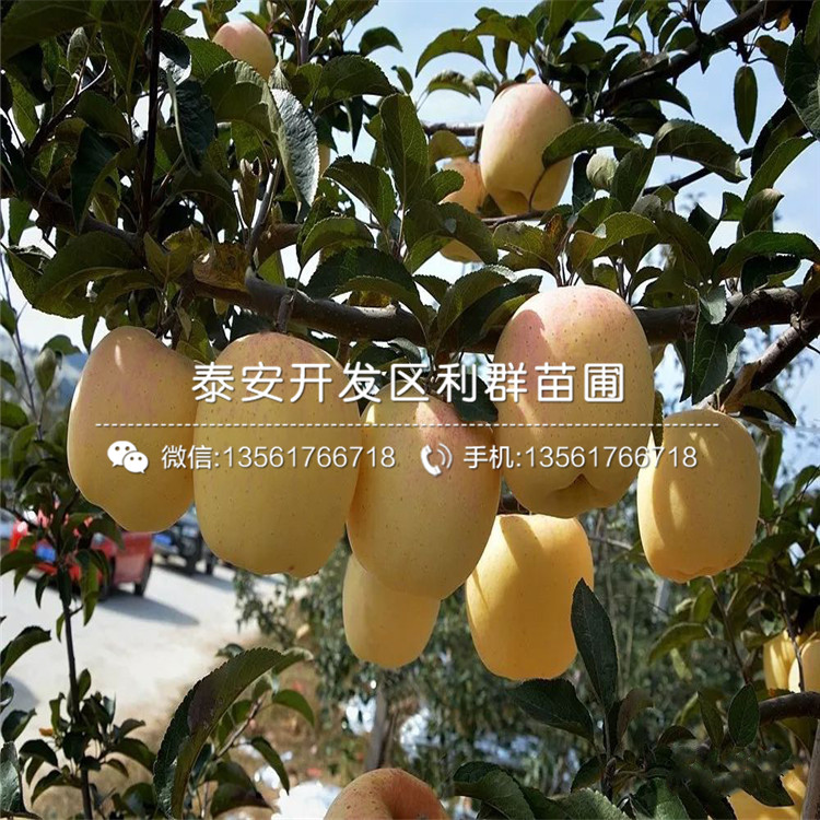 紅蛇果蘋果樹苗、紅蛇果蘋果樹苗新品種