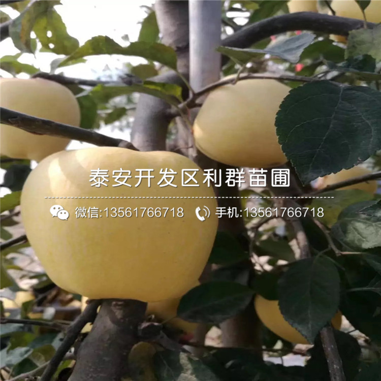 雞心果樹苗批發(fā)價(jià)格、2019年雞心果樹苗價(jià)格