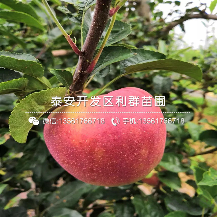 雞心果樹苗價格、2019年雞心果樹苗價格