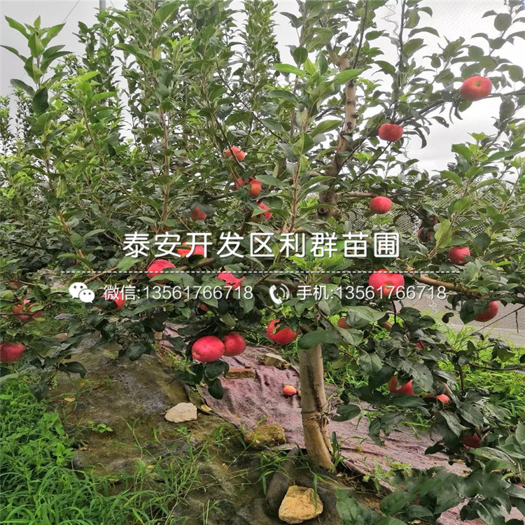 3公分蘋(píng)果樹(shù)苗新品種、3公分蘋(píng)果樹(shù)苗多少錢(qián)一棵