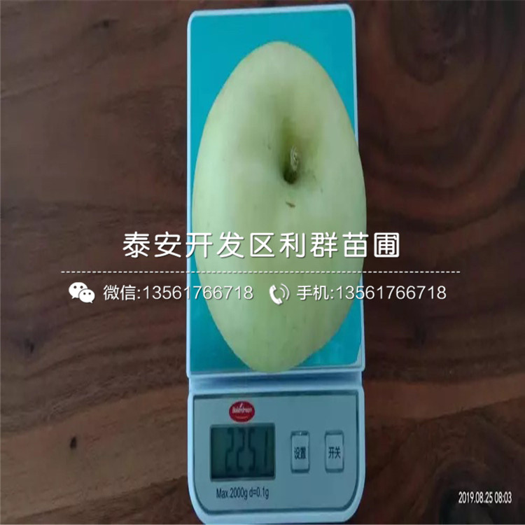 蛇果蘋(píng)果樹(shù)苗、蛇果蘋(píng)果樹(shù)苗多少錢(qián)一棵