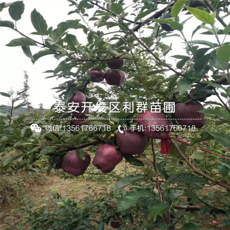 哪里有花牛蘋(píng)果樹(shù)苗、花牛蘋(píng)果樹(shù)苗價(jià)格多少