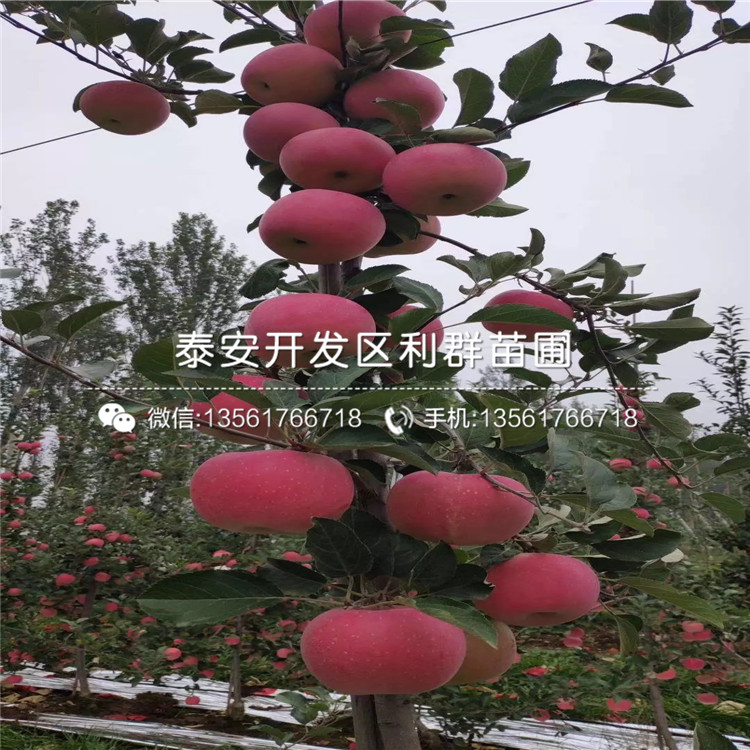 2019年短枝矮化蘋果樹苗價(jià)格、短枝矮化蘋果樹苗多少錢一棵
