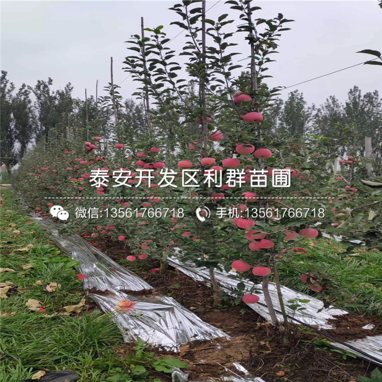 瑞雪蘋(píng)果苗品種、瑞雪蘋(píng)果苗價(jià)格及報價(jià)