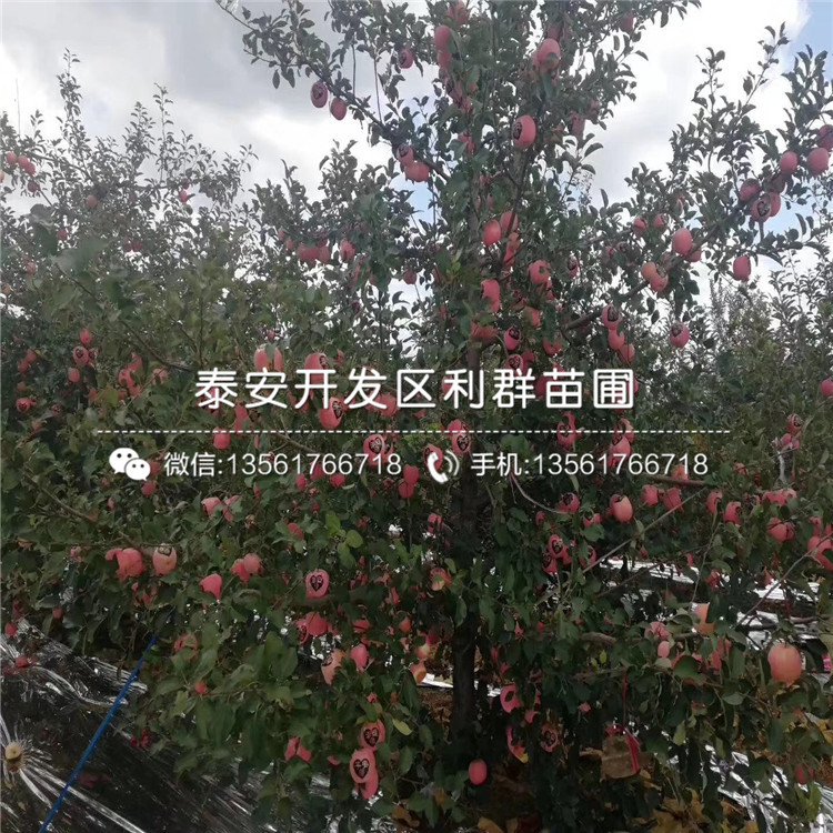 新紅星蘋果苗、新紅星蘋果苗新品種