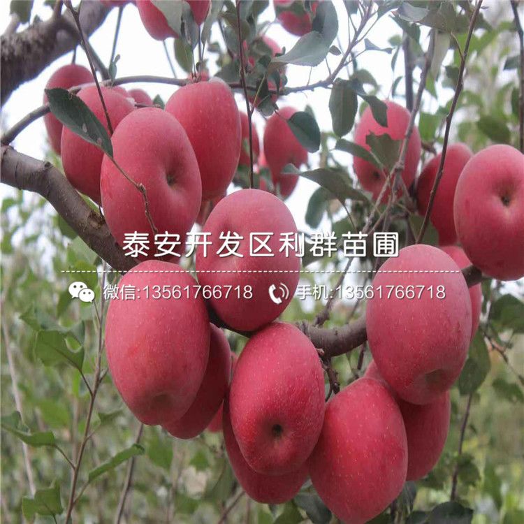 泰山早霞蘋果樹苗多少錢一棵、2019年泰山早霞蘋果樹苗價格