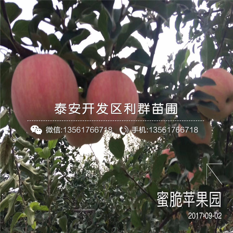 紅星蘋果苗批發(fā)、紅星蘋果苗價格