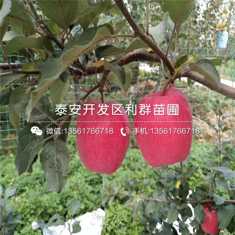 世界一號(hào)蘋果苗多少錢一棵、2020年世界一號(hào)蘋果苗價(jià)格
