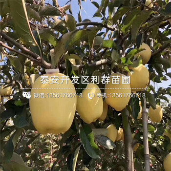 山東紅色之戀蘋果苗、山東紅色之戀蘋果苗基地