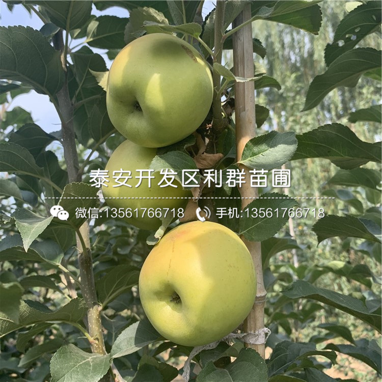 出售紅富士蘋果樹苗、紅富士蘋果樹苗多少錢一棵