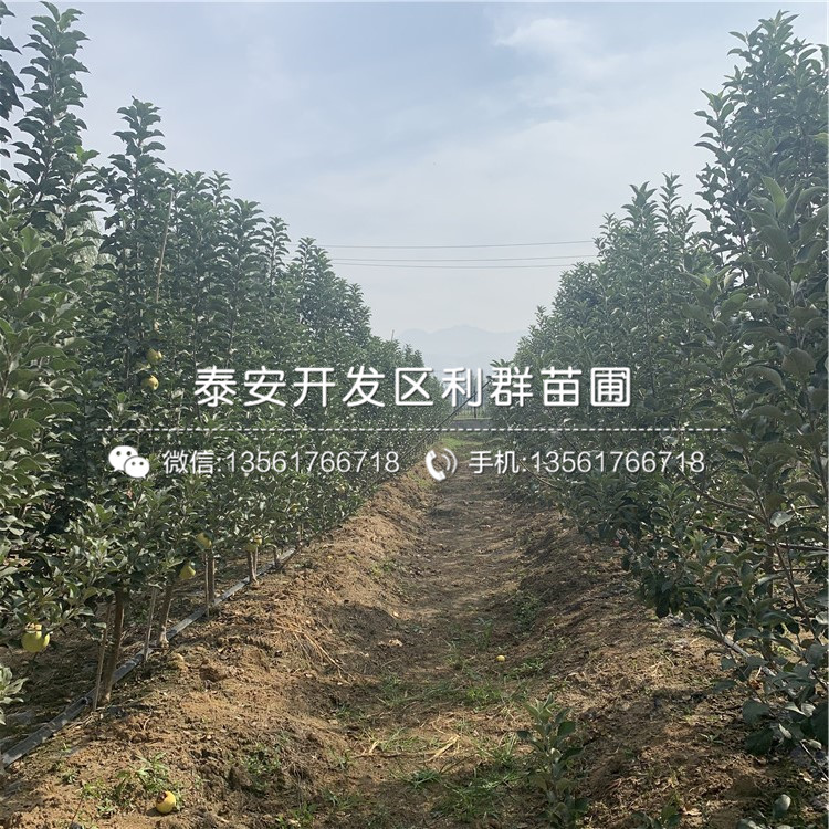 小國(guó)光蘋果樹苗、小國(guó)光蘋果樹苗什么價(jià)格