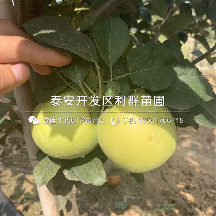 煙富8號(hào)蘋果樹(shù)苗價(jià)格、山東煙富8號(hào)蘋果樹(shù)苗