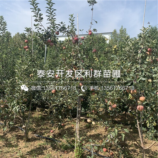 煙富10號(hào)蘋果樹苗價(jià)格、煙富10號(hào)蘋果樹苗報(bào)價(jià)