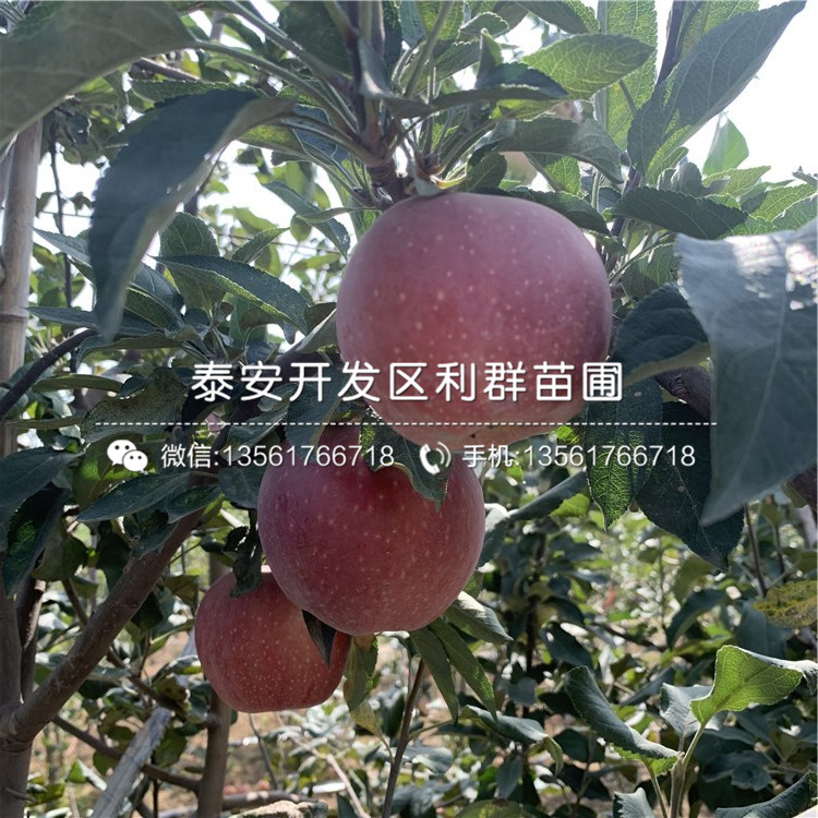 紅星蘋果苗批發(fā)、紅星蘋果苗價格