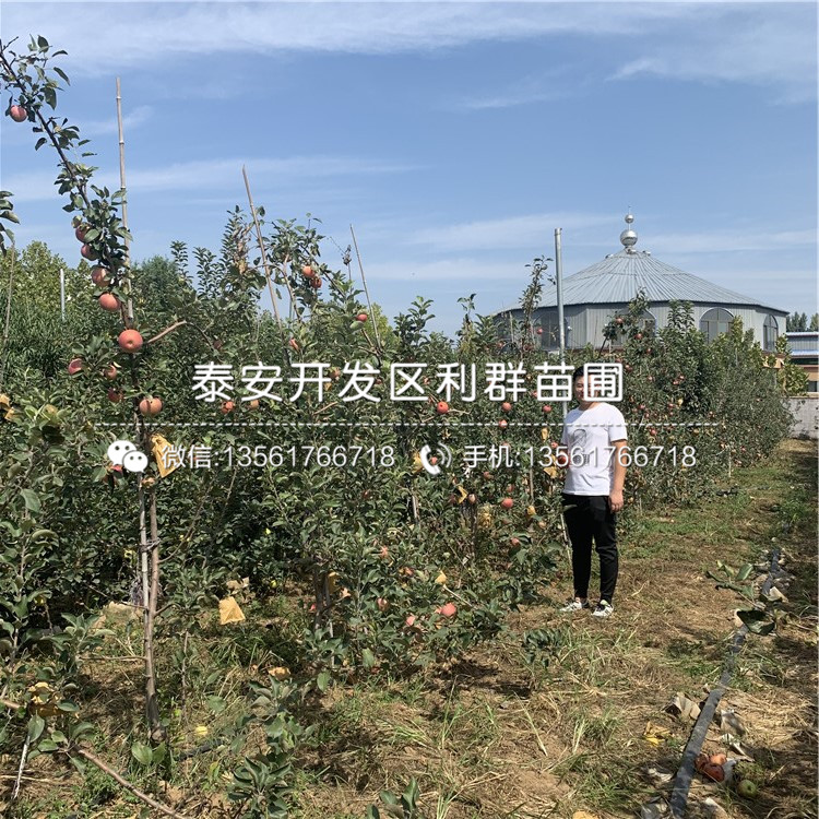寒富蘋果樹苗、寒富蘋果樹苗報(bào)價(jià)