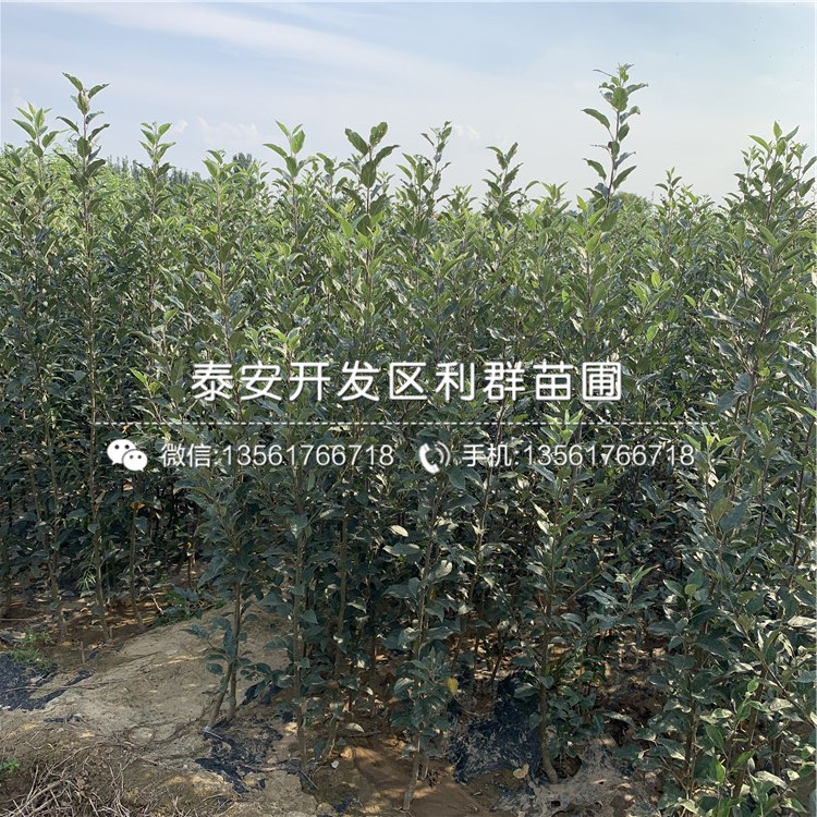柱狀蘋果樹苗、柱狀蘋果樹苗品種