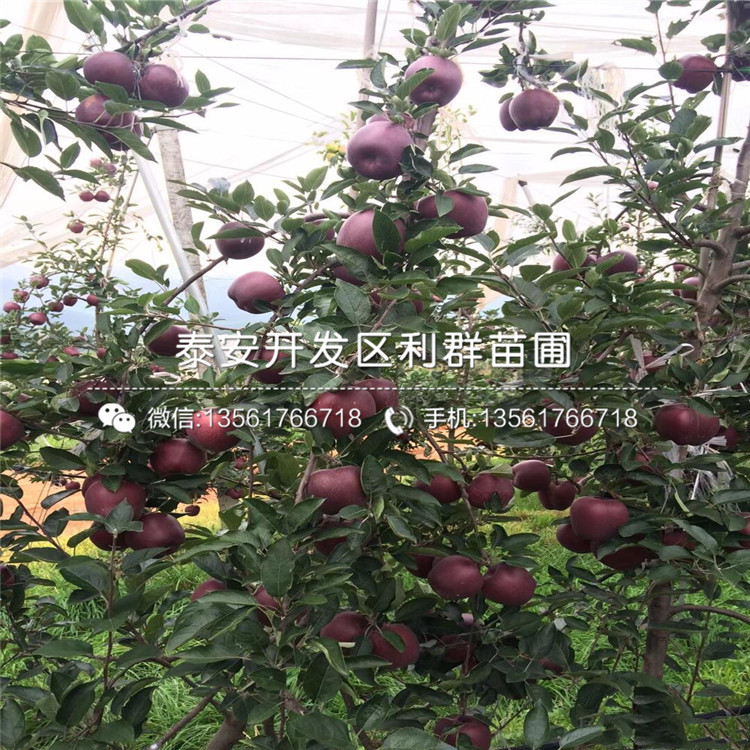 山東響富蘋(píng)果苗、山東響富蘋(píng)果苗價(jià)格