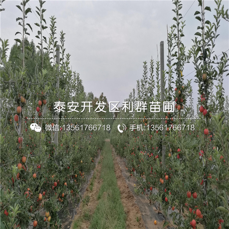 哪里有藤木一號蘋果樹苗、藤木一號蘋果樹苗價格多少