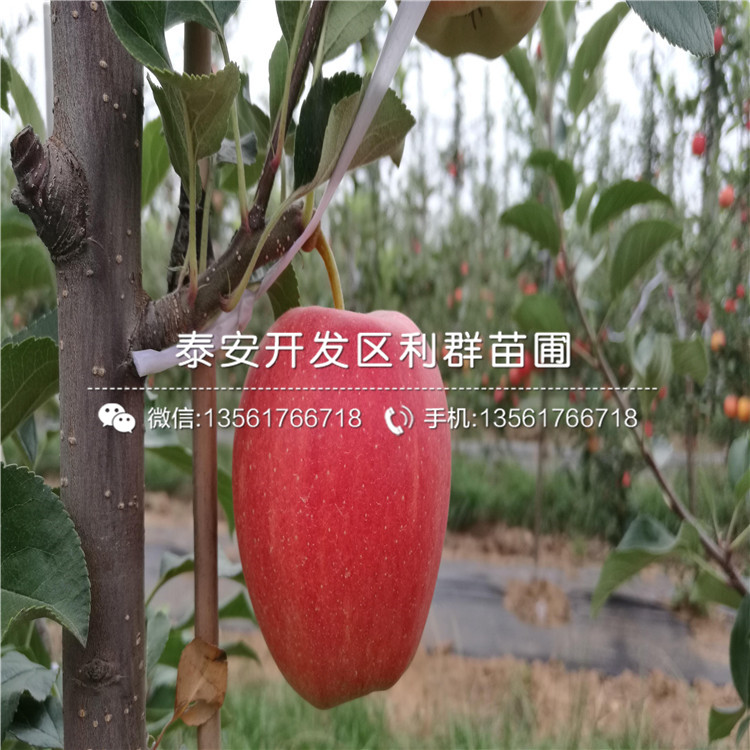 新品種世界一號(hào)蘋(píng)果樹(shù)苗、世界一號(hào)蘋(píng)果樹(shù)苗多少錢(qián)一棵