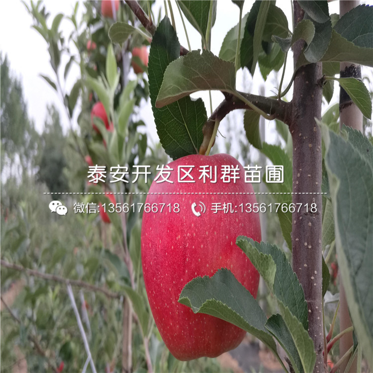 瑞雪蘋(píng)果樹(shù)苗出售、瑞雪蘋(píng)果樹(shù)苗價(jià)格及基地