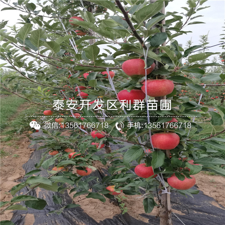 眾成一號(hào)蘋果樹苗新品種、眾成一號(hào)蘋果樹苗多少錢一棵