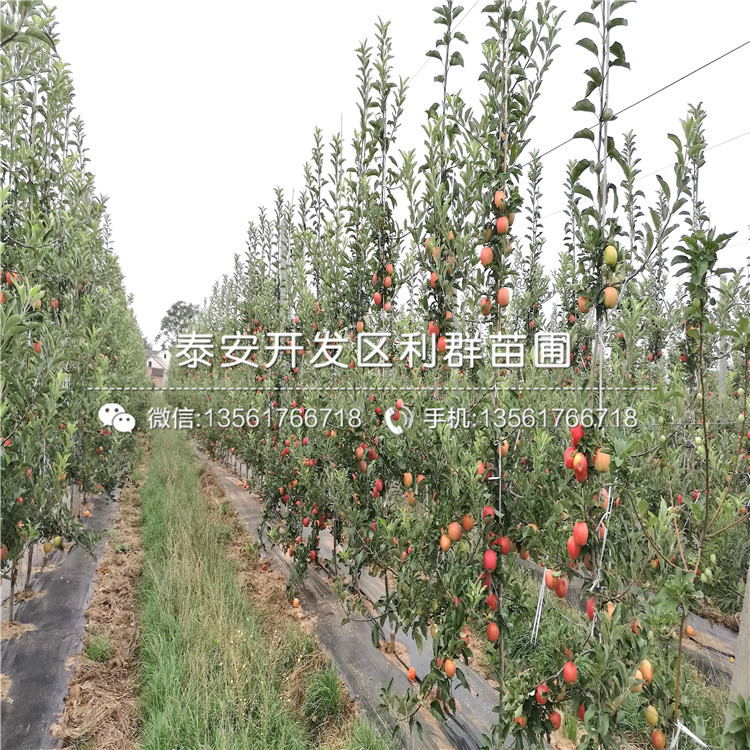元帥蘋果苗、元帥蘋果苗批發(fā)基地