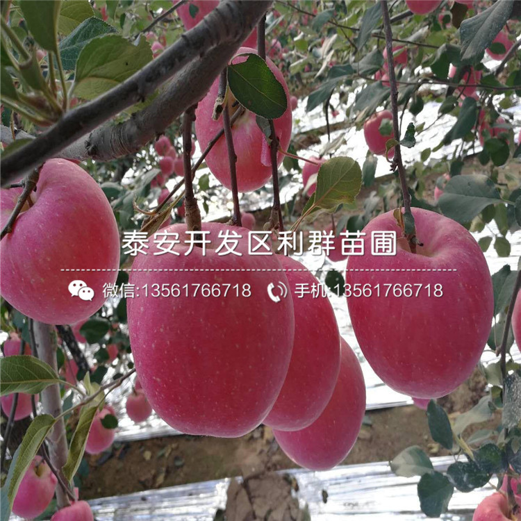 2019年短枝矮化蘋果樹苗價(jià)格、短枝矮化蘋果樹苗多少錢一棵