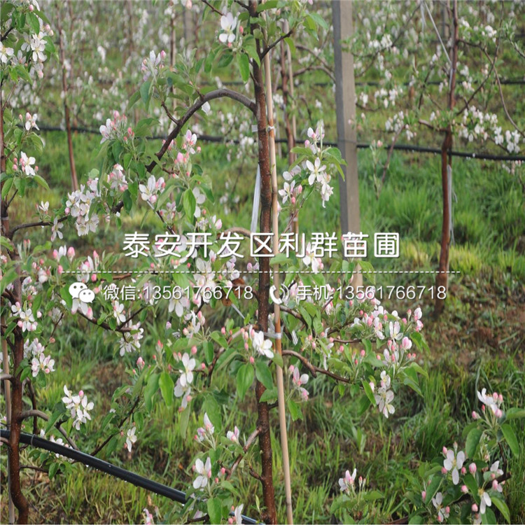 眾成3號蘋果樹苗、眾成3號蘋果樹苗出售基地