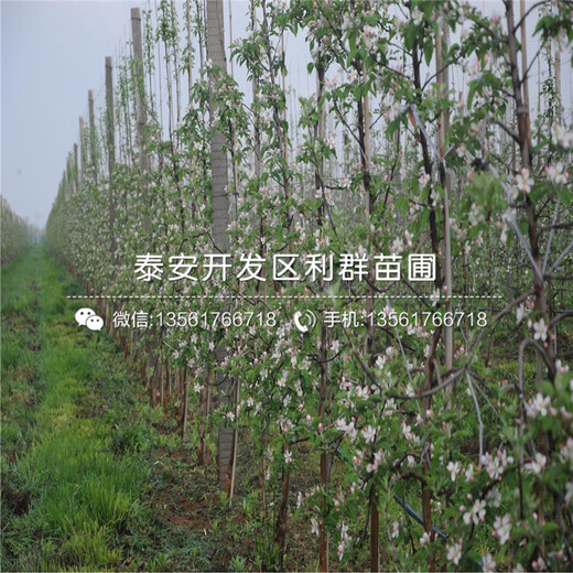 嘎啦蘋果樹苗出售、2019年嘎啦蘋果樹苗價(jià)格