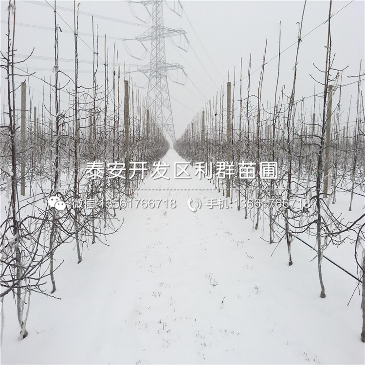 山東華冠蘋(píng)果樹(shù)苗、山東華冠蘋(píng)果樹(shù)苗報(bào)價(jià)及價(jià)格