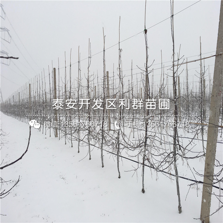 山東響富蘋(píng)果苗、山東響富蘋(píng)果苗價(jià)格