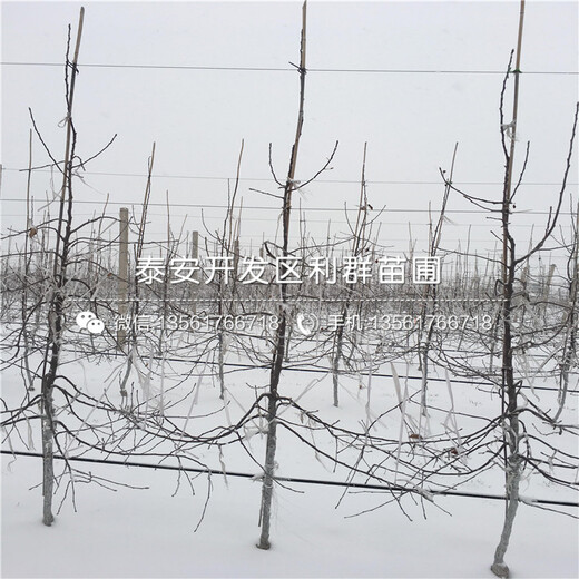 2020年5公分蘋(píng)果苗報(bào)價(jià)、5公分蘋(píng)果苗多少錢(qián)一棵