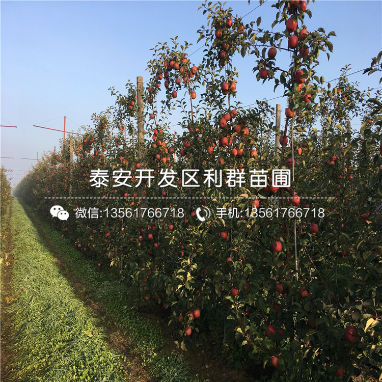 煙富六號蘋果苗、煙富六號蘋果苗價格多少
