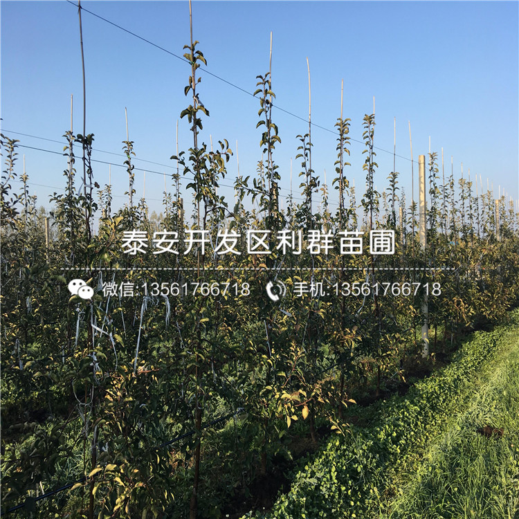 哪里有長(zhǎng)富蘋(píng)果樹(shù)苗出售、長(zhǎng)富蘋(píng)果樹(shù)苗多少錢(qián)一棵