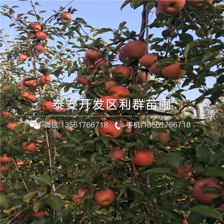 蛇果蘋(píng)果樹(shù)苗、蛇果蘋(píng)果樹(shù)苗多少錢(qián)一棵