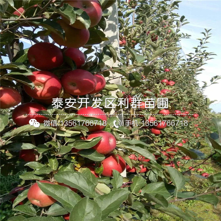 山東泰山早霞蘋果苗、山東泰山早霞蘋果苗報價