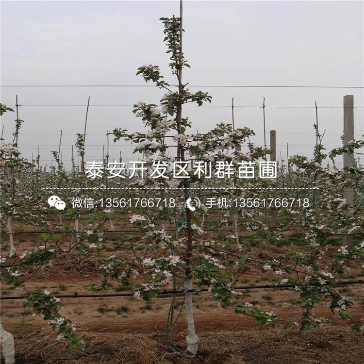 眾成3號(hào)蘋果苗價(jià)格、眾成3號(hào)蘋果苗基地