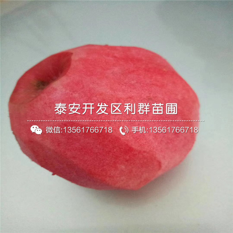 紅元帥蘋果樹苗新品種、紅元帥蘋果樹苗多少錢一棵