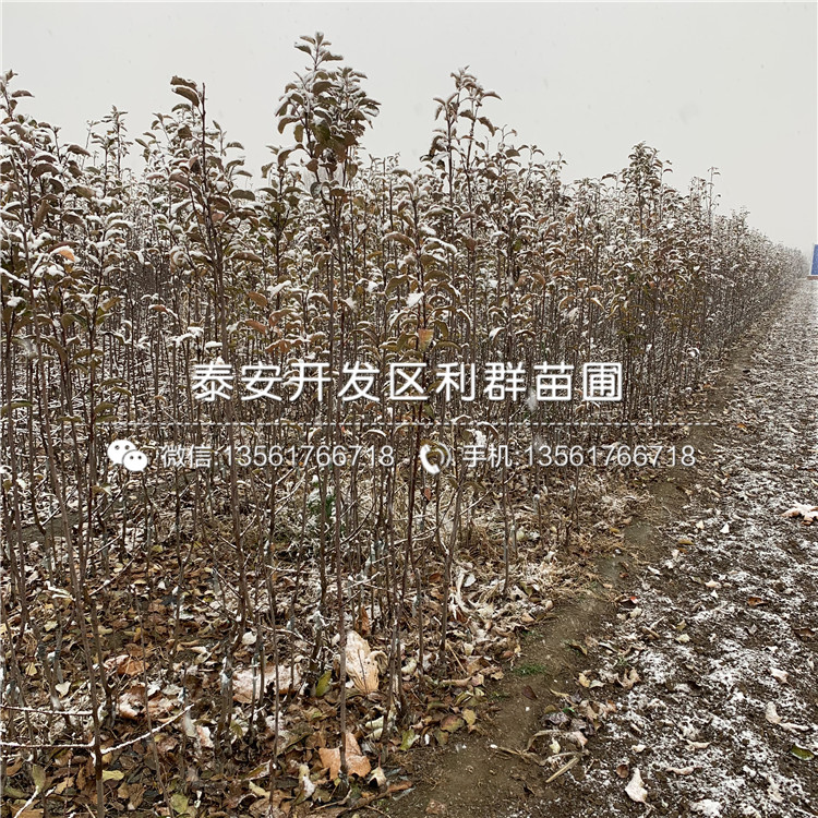 新紅星蘋果苗出售、2019年新紅星蘋果苗價格
