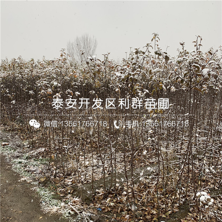 瑞雪蘋果樹苗、瑞雪蘋果樹苗出售價格