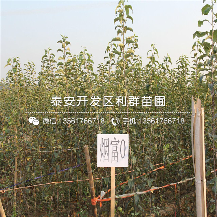 花牛蘋果樹苗價格、花牛蘋果樹苗出售