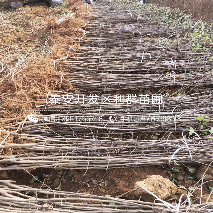 众成一号苹果树苗、众成一号苹果树苗出售价格