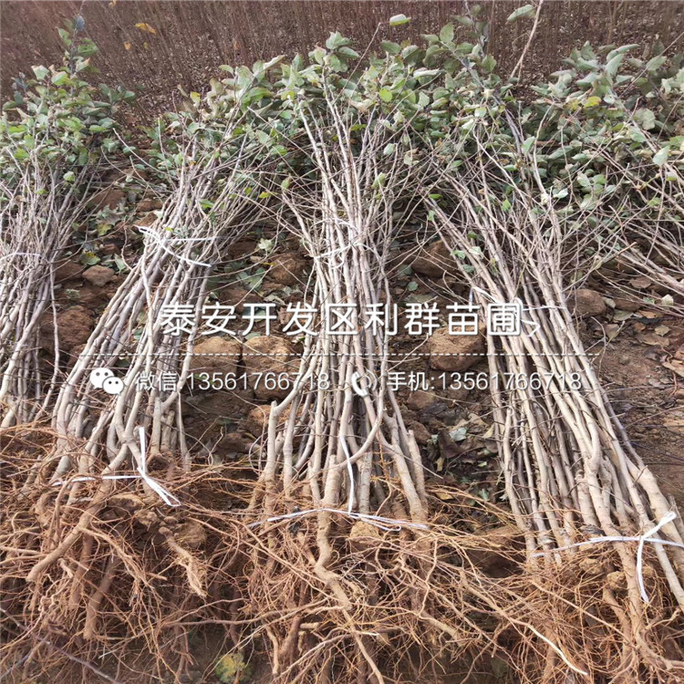 2020年紅嘎啦蘋果樹苗報價、紅嘎啦蘋果樹苗多少錢一棵