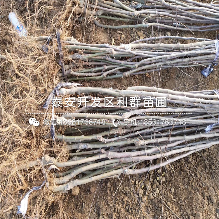 4公分蘋果苗新品種、4公分蘋果苗多少錢一棵